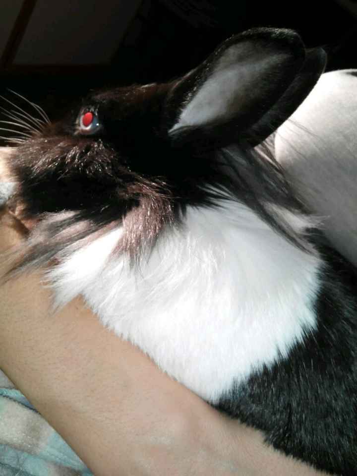 Too cute: i vostri amici animali - 2