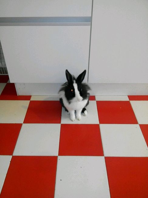 Too cute: i vostri amici animali - 1