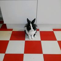 Too cute: i vostri amici animali - 1