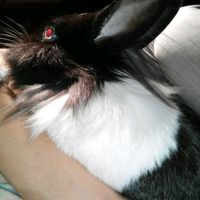 Too cute: i vostri amici animali - 2