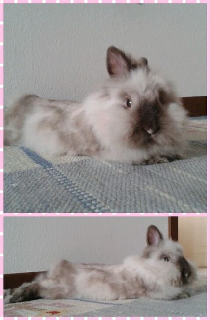 Oggi vi presento i nostri "mimmi" :) - 1
