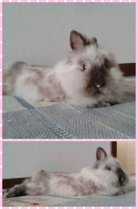 Oggi vi presento i nostri "mimmi" :) - 1