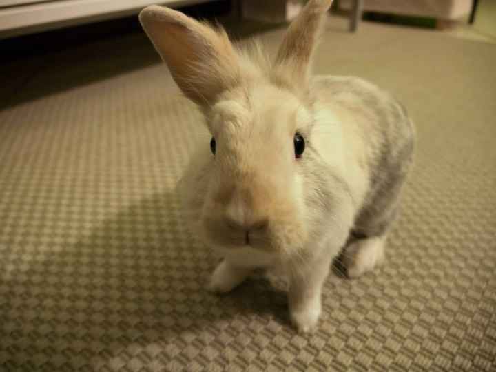 Oggi vi presento i nostri "mimmi" :) - 2