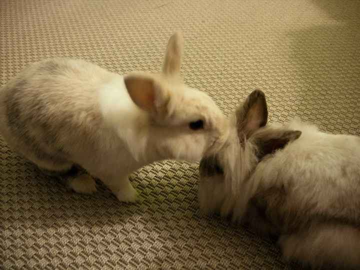 Oggi vi presento i nostri "mimmi" :) - 3