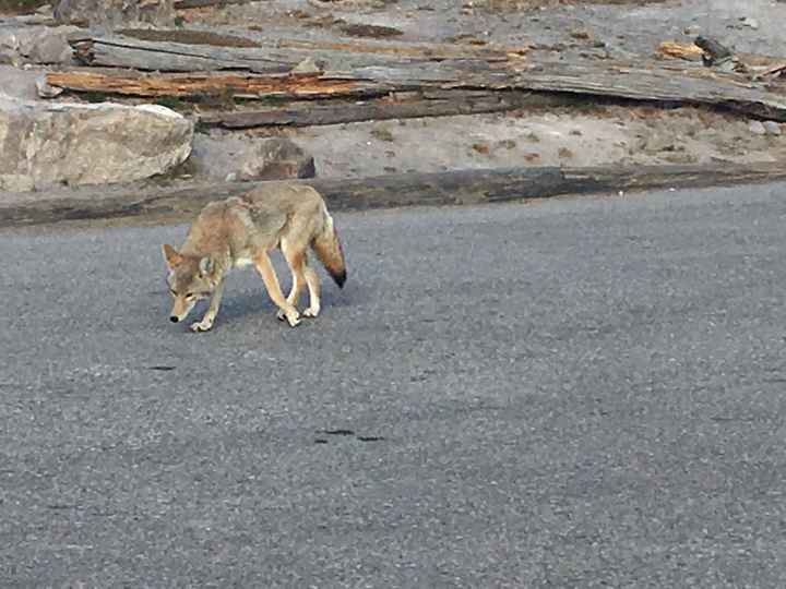  In diretta: America + Polinesia ... Yellowstone! - 4