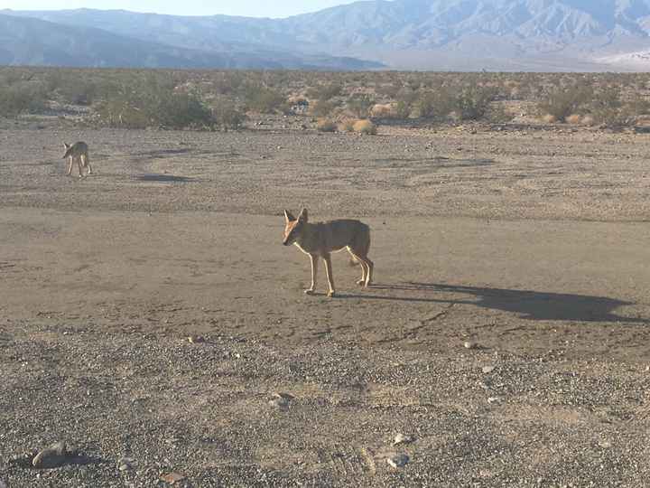  In diretta: America + Polinesia ... Parte quattro, Death Valley e Las Vegas! - 13
