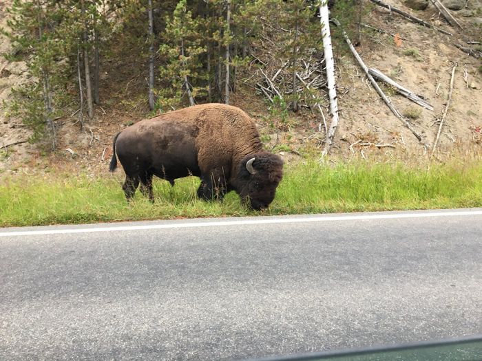  In diretta: America + Polinesia ... Yellowstone! - 5