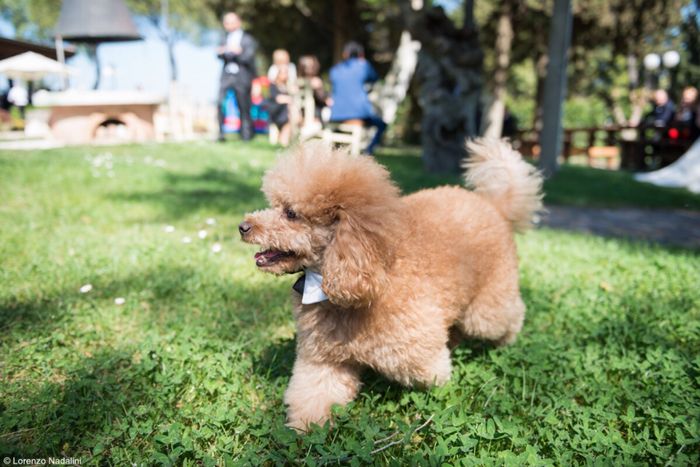  Il mio cucciolo 🐶 👰🏻 - 2