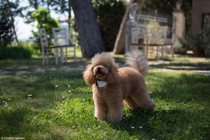  Il mio cucciolo 🐶 👰🏻 - 4
