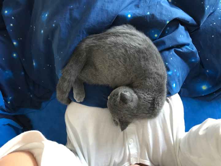  Secondo voi i gatti percepiscono la mia gravidanza? - 2