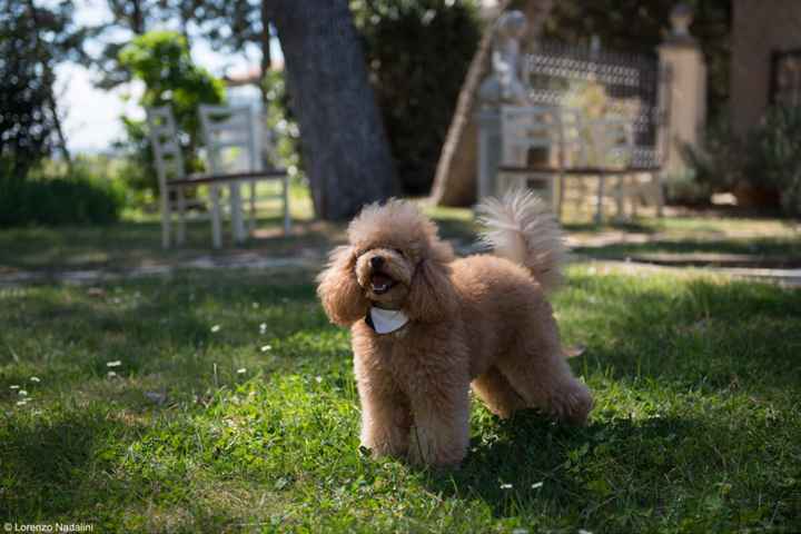  Il mio cucciolo 🐶 👰🏻 - 4