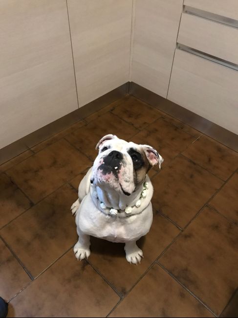  Invitato d'onore.. - 2