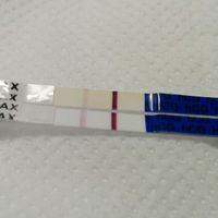  i test gravidanza canadesi sono precoci? - 1