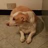 Davide