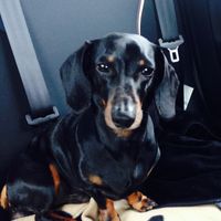 Le foto dei vostri animali - 1