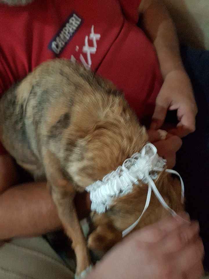 Cani al matrimonio? - 1