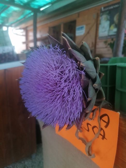 Problemino Bouquet 1