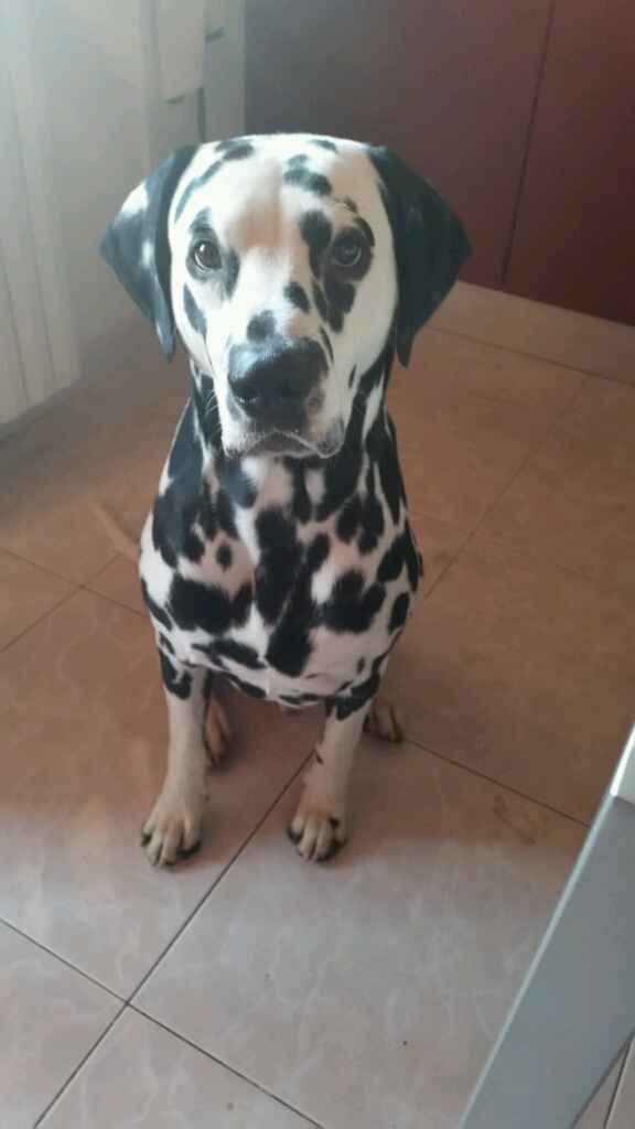 Le foto dei vostri animali - 1