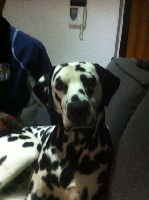 Too cute: i vostri amici animali - 1