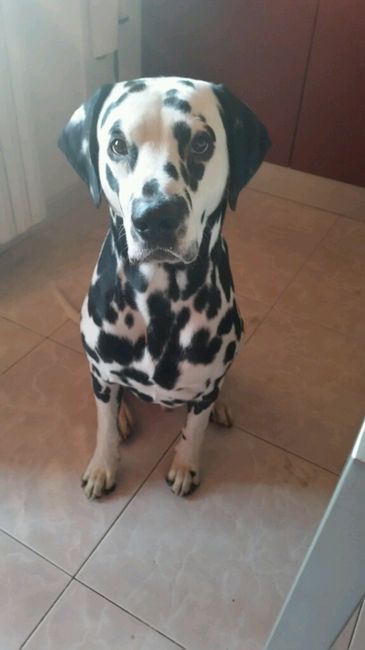 Le foto dei vostri animali - 1