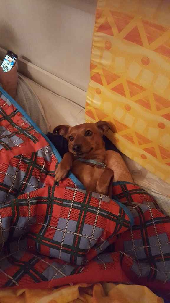  i nostri amici pelosi... - 1