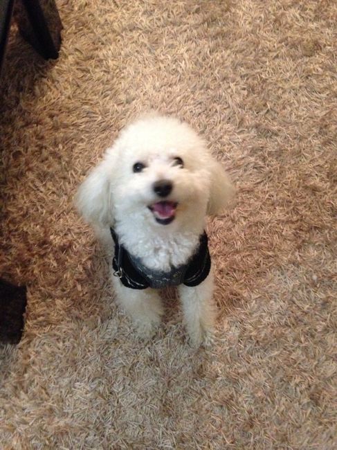 Too cute: i vostri amici animali - 1