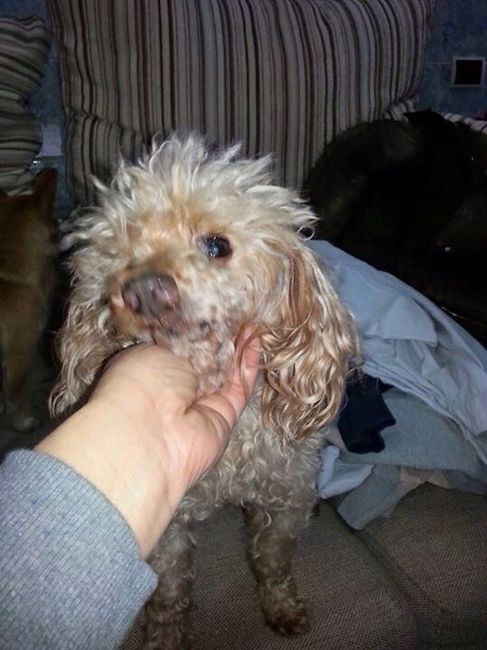 Cagnolino porta fedi.... - 1