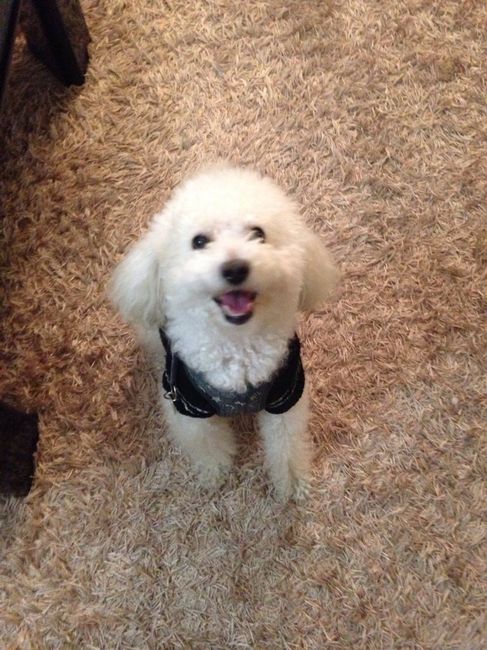 Cagnolino porta fedi.... - 2