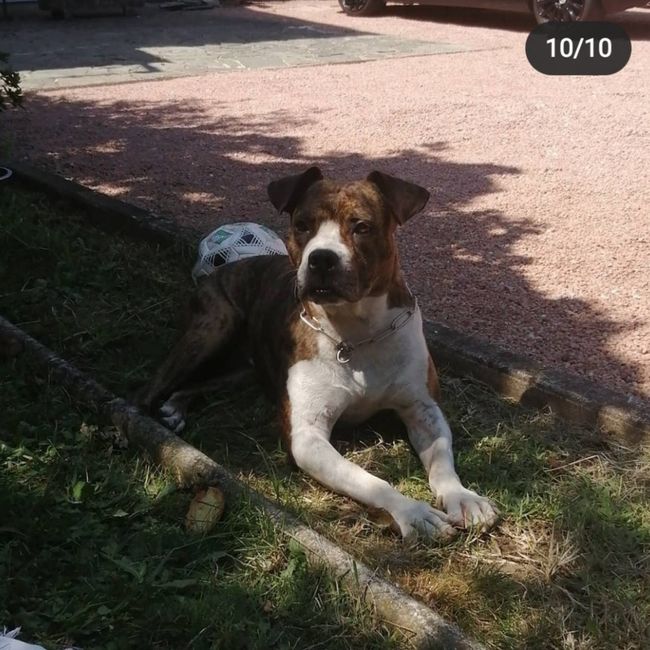 Torta nuziale 🎂 2