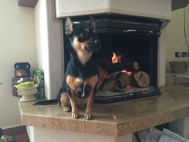 La mia cagnolina al matrimonio - 1