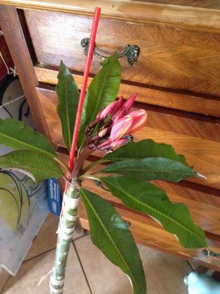 Plumeria 