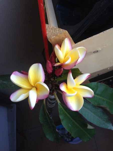 Plumeria