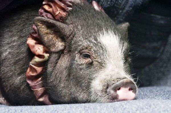 Domanda imbarazzante 1