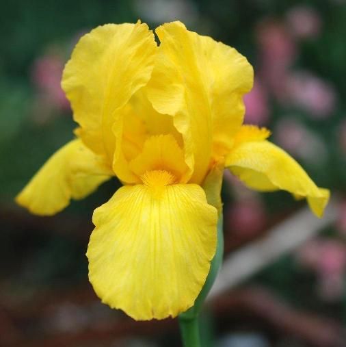 Consigli per l'addobbo in chiesa 4