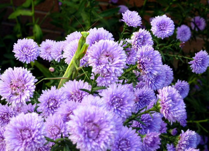 Fiori settembre 3