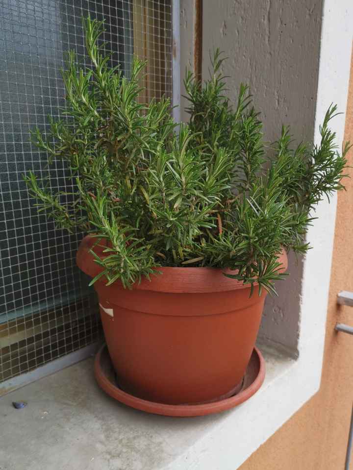 🌞🧡🍊ci siamo dati al giardinaggio e voi, che fate di bello? - 1