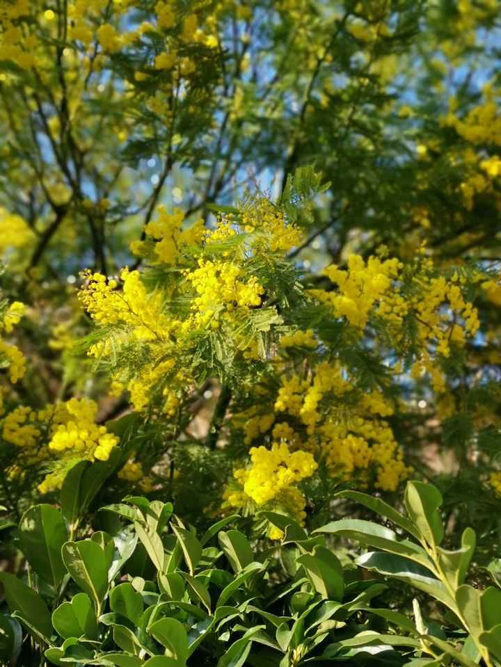 Domani è l'8 Marzo, Festeggerete? In che modo? 🍹🥧🍾 1