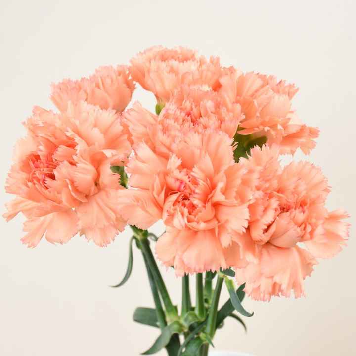 Consiglio Bouquet! Help! - 1