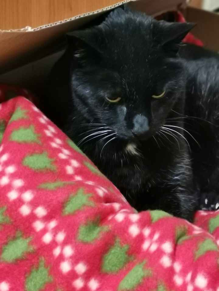 Primo Natale da Marito e Moglie 4