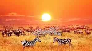 Pareri Viaggio di Nozze - 2