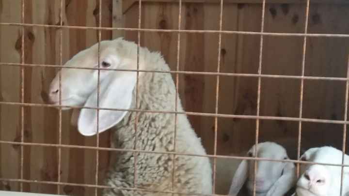 Fissata la location con fattoria didattica!! - 4