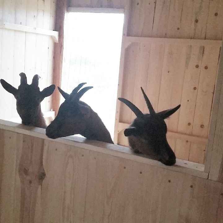 Fissata la location con fattoria didattica!! - 6