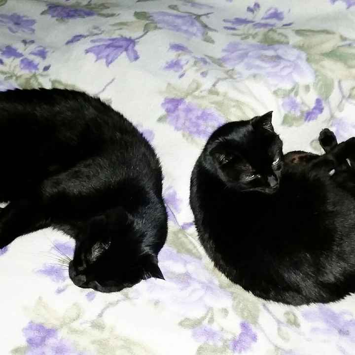 Animali domestici - 1