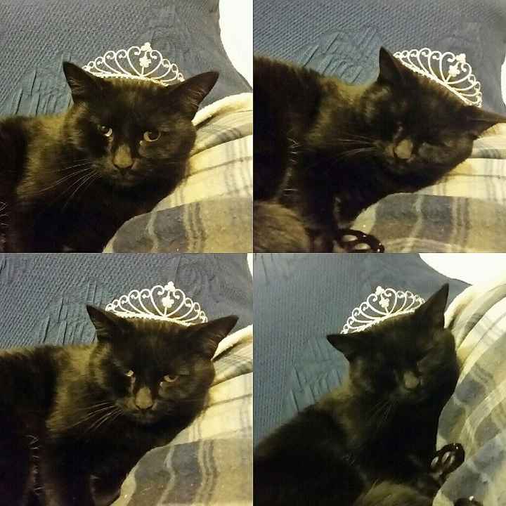La mia tiara....e il mio buffo  peloso! - 1