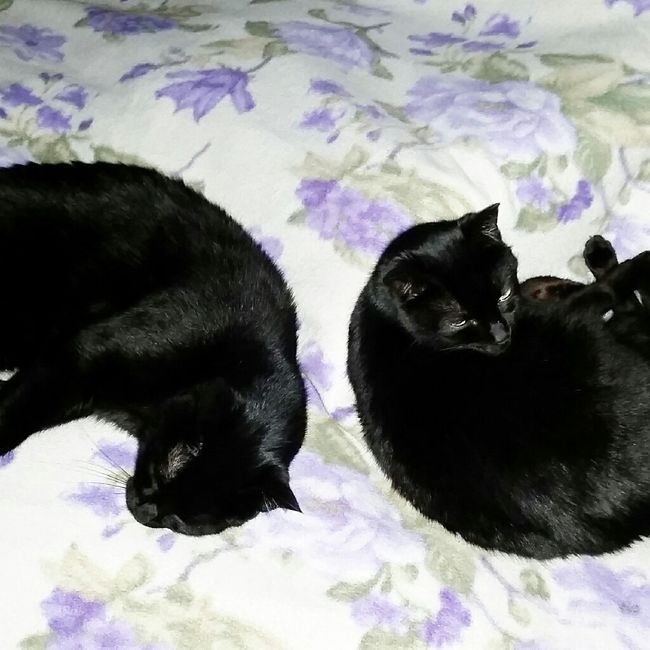 Animali domestici - 1