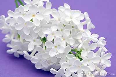 fiori di lillà bianchi