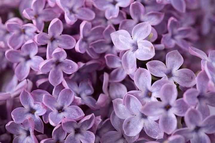 fiori di lillà glicine