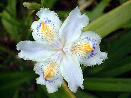  fiore iris
