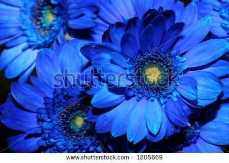 gerbera blu