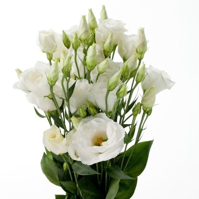 lisianthus bianchi